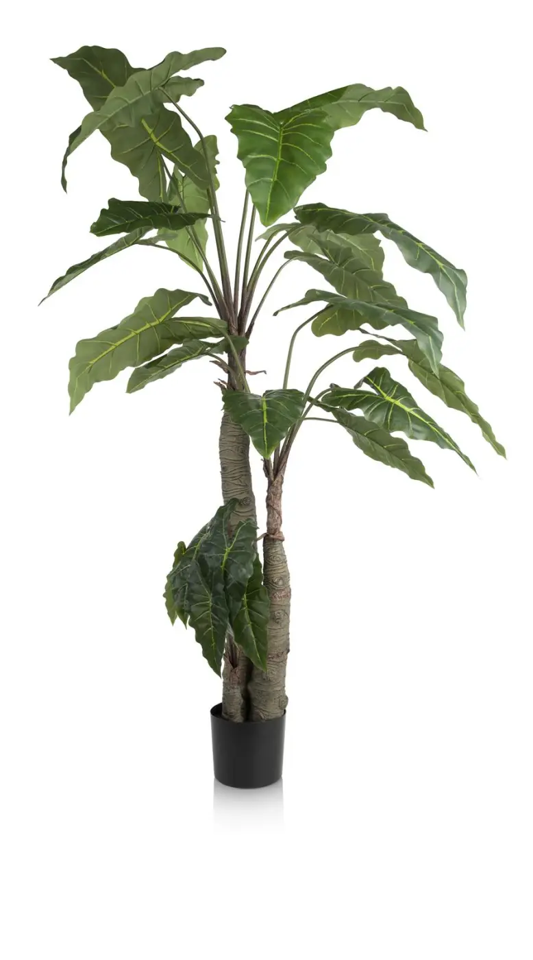 Baum alocasia 180cm 50121-GRN