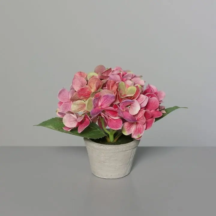 Hortensie im Betontopf 16cm