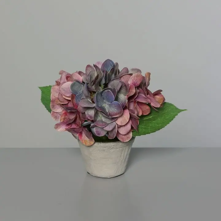 Hortensie im Betontopf 16cm